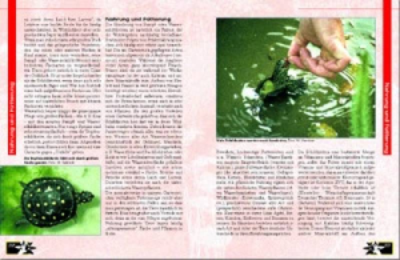 Preview: Schildkröten im Gartenteich